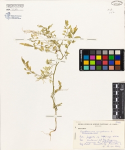 Cardamine impatiens L.
