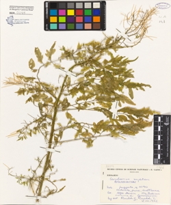 Cardamine impatiens L.