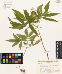 Cardamine kitaibelii Becherer