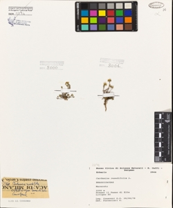 Cardamine resedifolia L.