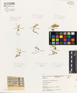 Cardamine resedifolia L.
