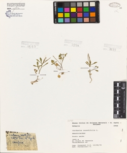Cardamine resedifolia L.