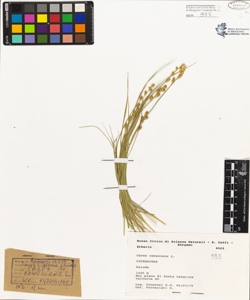 Carex canescens L.