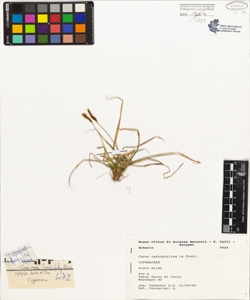 Carex caryophyllea La Tourr.