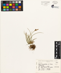 Carex caryophyllea La Tourr.
