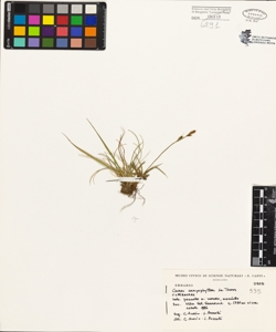 Carex caryophyllea La Tourr.