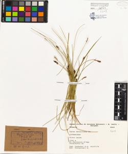 Carex davalliana Sm.