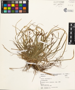 Carex digitata L.