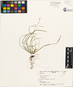 Carex digitata L.