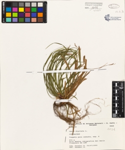 Carex digitata L.