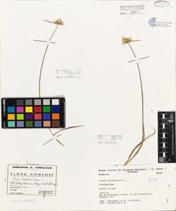 Carex baldensis L.
