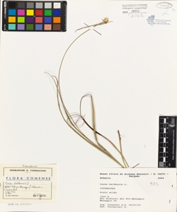Carex baldensis L.