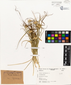Carex baldensis L.