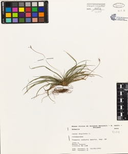 Carex digitata L.