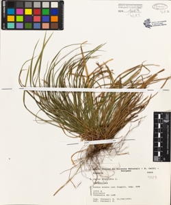 Carex digitata L.