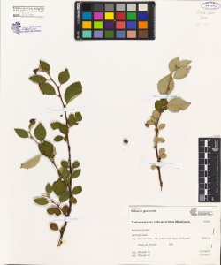 Cotoneaster integerrima Medicus