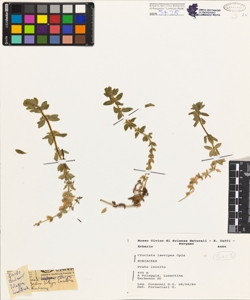 Cruciata laevipes Opiz