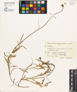 Diplotaxis tenuifolia (L.) DC.