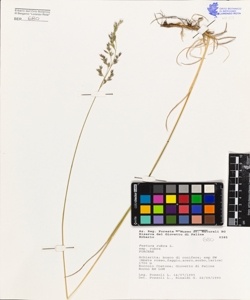Festuca rubra L. subsp. rubra