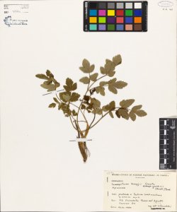 Laserpitium krapfii Crantz subsp. gaudinii (Moretti) Thell.