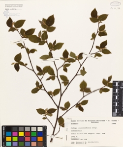 Ostrya carpinifolia Scop.