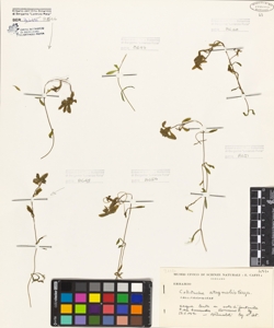 Callitriche stagnalis Scop.