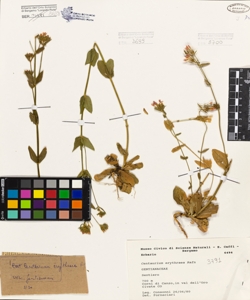Centaurium erythraea Rafn