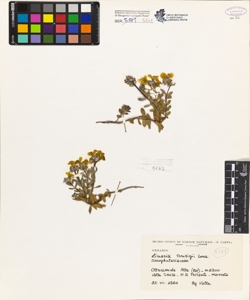 Linaria tonzigii Lona