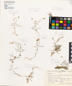 Silene quadridentata (Murray) Pers.