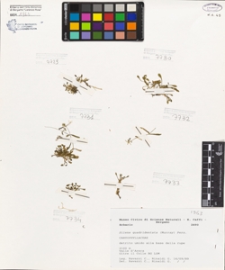 Silene quadridentata (Murray) Pers.