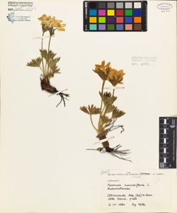 Anemone narcissiflora L.