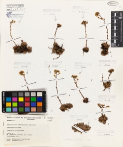 Saxifraga paniculata Miller