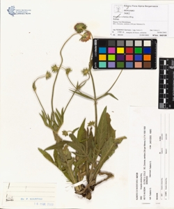 Knautia velutina Briq.