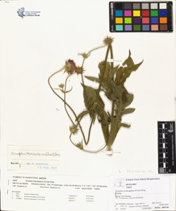 Knautia transalpina (Crist) Briq.