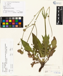 Knautia velutina Briq.
