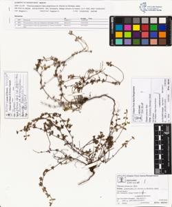 Thymus praecox Opiz subsp. polytrichus (A. Kerner ex Borbas) Jalas