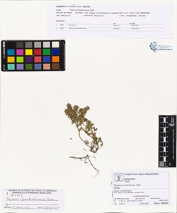 Thymus froelichianus Opiz