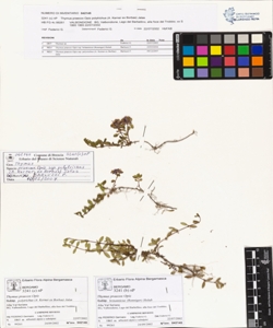Thymus praecox Opiz subsp. polytrichus (A. Kerner ex Borbas) Jalas