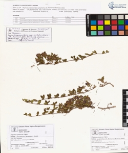 Thymus praecox Opiz subsp. polytrichus (A. Kerner ex Borbas) Jalas