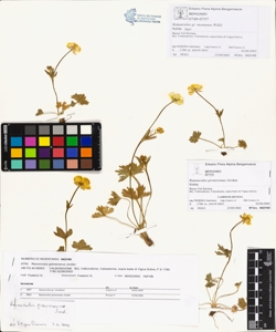 Ranunculus grenieranus Jordan