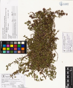 Thymus praecox Opiz subsp. polytrichus (A. Kerner ex Borbas) Jalas