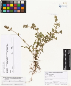 Thymus pannonicus All.