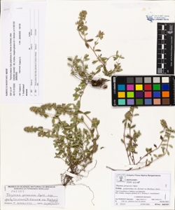 Thymus praecox Opiz subsp. polytrichus (A. Kerner ex Borbas) Jalas