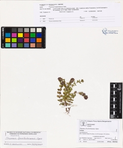Thymus froelichianus Opiz