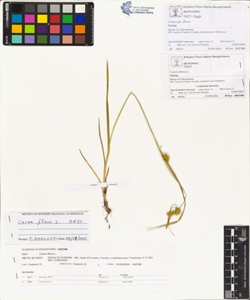 Carex flava L.