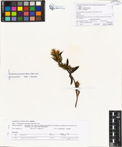 Gentianella anisodonta (Borb¿s) L¿ve