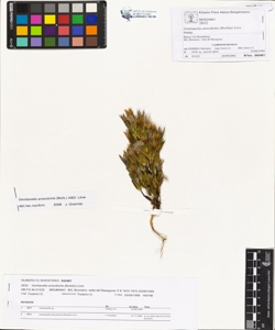 Gentianella anisodonta (Borb¿s) L¿ve