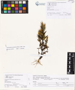 Gentianella anisodonta (Borb¿s) L¿ve