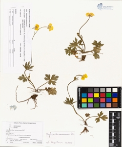 Ranunculus nemorosus DC.