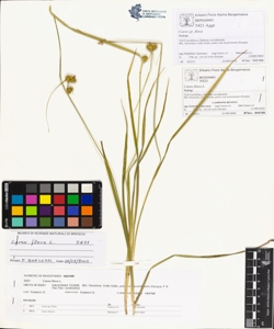 Carex flava L.